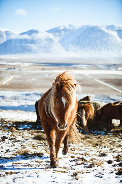 Iceland Explorer: 7-Day Ring Road and Snæfellsnes Peninsula Tour