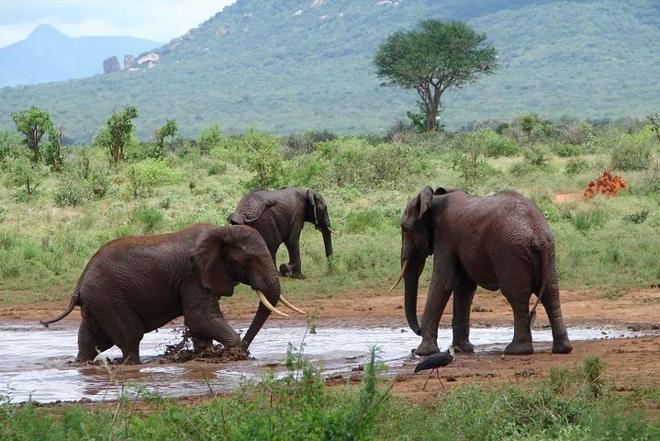 Discover Tsavo East: Full-Day Safari Adventure from Mombasa