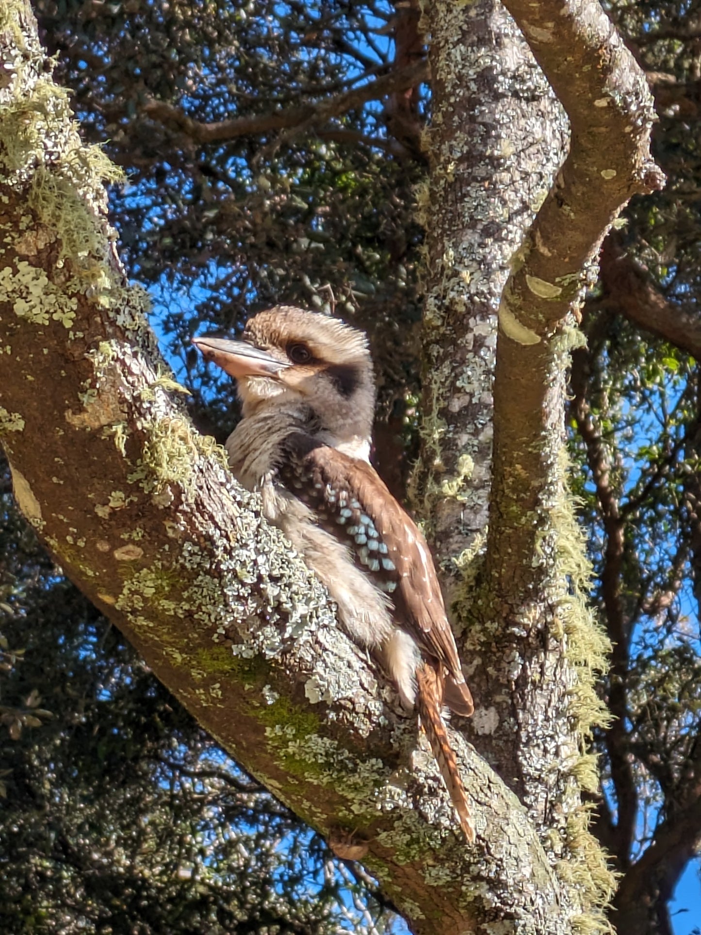 Wildlife and Animals Tour with Wombats and Kangaroos from Sydney