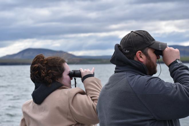 Discover Classic Puffin-Watching Tours in Reykjavík