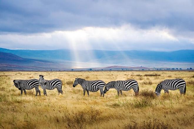 Northern Tanzania Deluxe Safari Adventure: 6 Days of Luxury