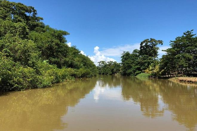 Tortuguero Canal and Cahuita National Park: A Nature and History Shore Excursion