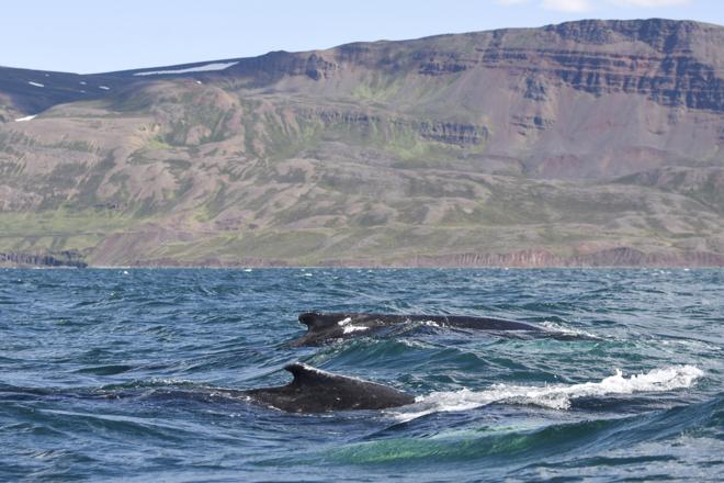 Classic Whale Watching Experience in Akureyri