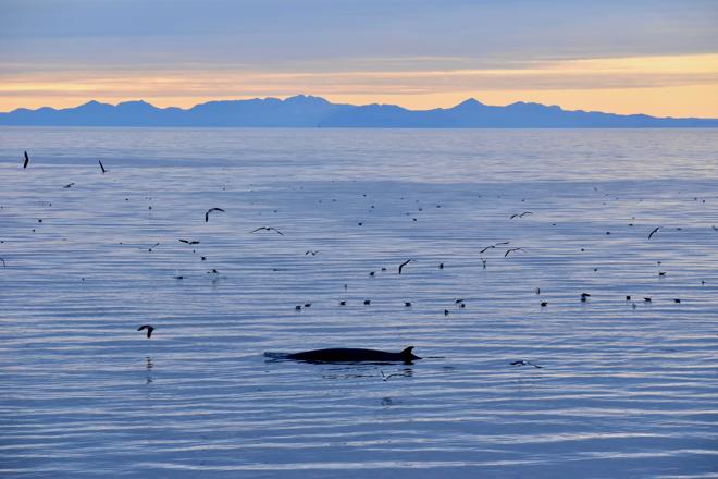 Midnight Sun Whale Watching Adventure in Reykjavík