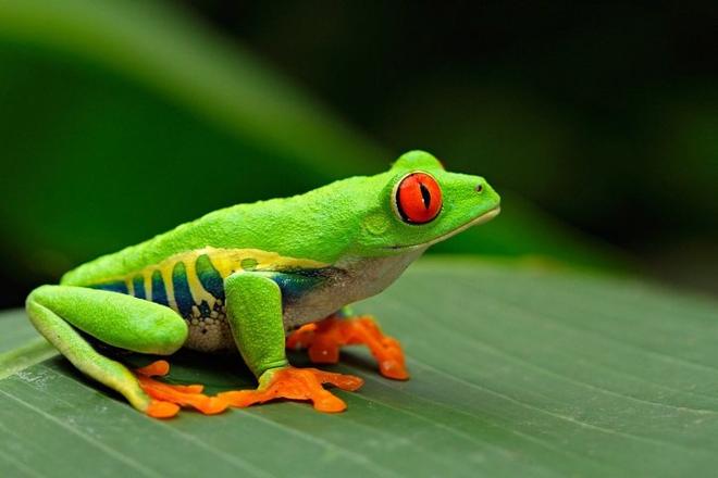 Tortuguero Canal and Cahuita National Park: A Nature and History Shore Excursion