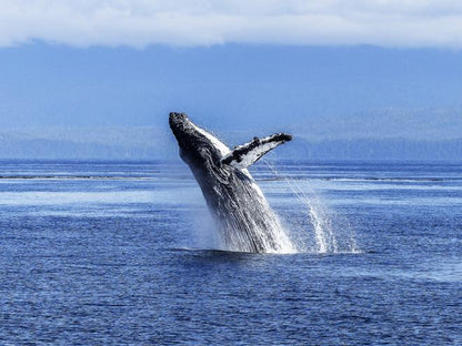 Downtown Reykjavik Whale Watching Tours