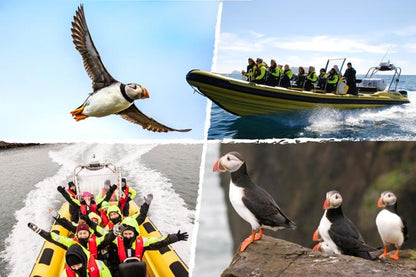 Speedboat Puffin Watching Adventure from Reykjavik Downtown