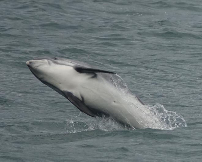 Whale Watching Adventure Cruise Departing from Reykjavik