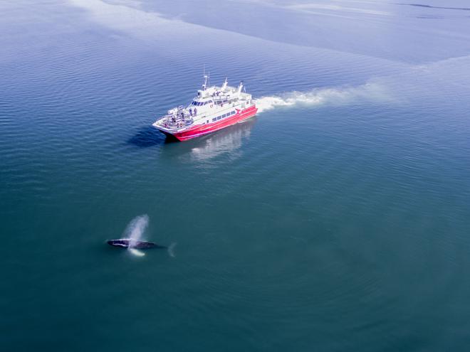 Classic Whale Watching Experience in Akureyri