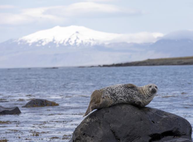 Explore the Snæfellsnes Peninsula: An Intimate Small Group Adventure