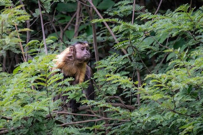 Explore the Amazon: 4-Day, 3-Night Stay at Tapiri Floating Lodge