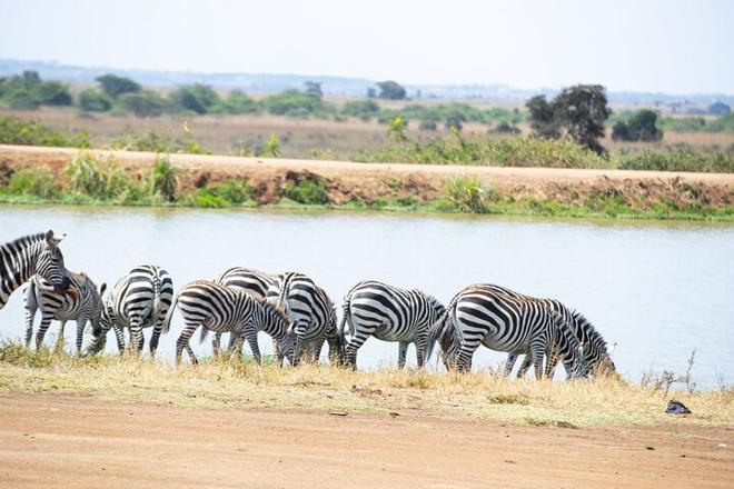 Sunrise and Sunset Open Jeep Safari at Nairobi National Park