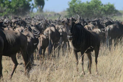 Join Our 3-Day Group Safari in Maasai Mara