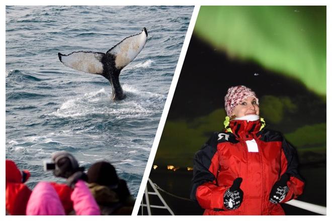 Reykjavik Whale Watching and Northern Lights Adventure