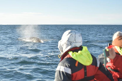 Reykjavik Seahorse Experience