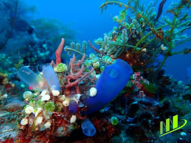 Full-Day Bali Scuba Diving Adventure in Tulamben