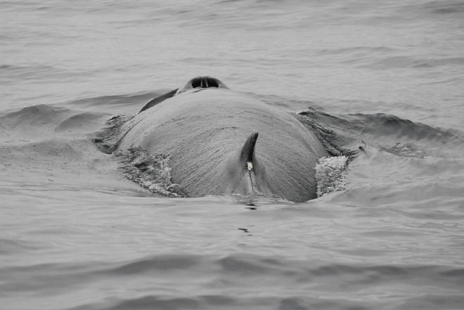 Reykjavik Whale Watching and Snorkeling Adventure