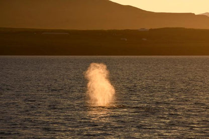 Midnight Sun Whale Watching Adventure in Akureyri