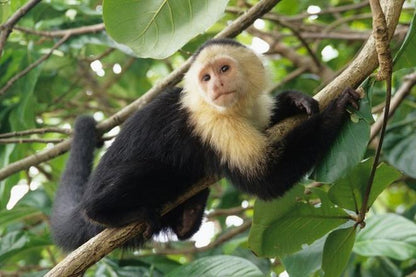 Private Costa Rican Wildlife Exploration: An Exclusive Zoo Visit