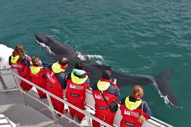 Classic Whale Watching Experience in Akureyri