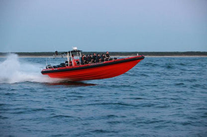 Downtown Reykjavik RIB Speedboat Tour: Whale and Puffin Watching Experience