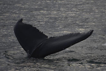 Whale Watching Adventures in Reykjavik and Akureyri