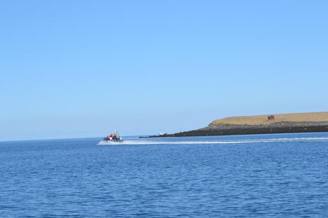 Exclusive Puffin Watching Experience in Reykjavik