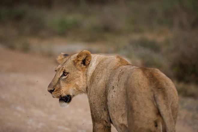 Nairobi National Park 3-Day Safari Adventure