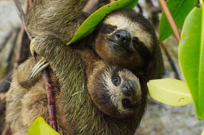 Sloth and Wildlife Rescue Center: A Full-Day Experience from San Jose