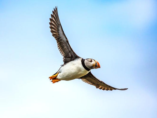 Speedboat Puffin Watching Adventure from Reykjavik Downtown