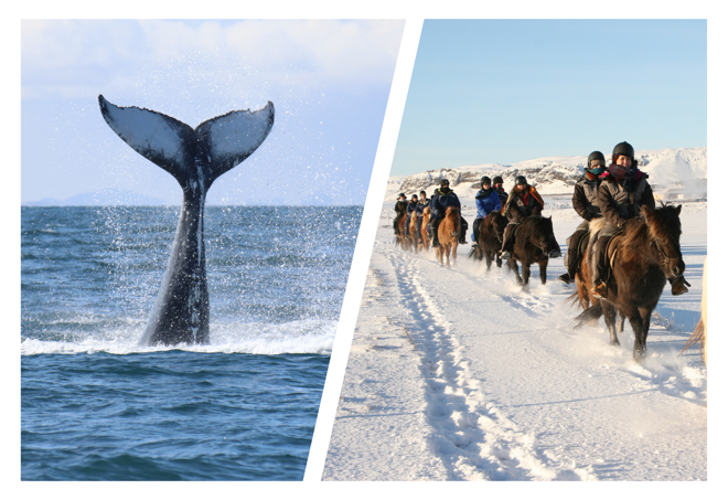 Reykjavik Seahorse Experience