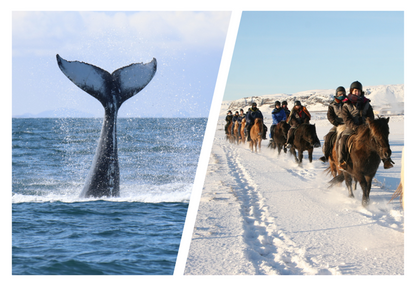 Reykjavik Seahorse Experience