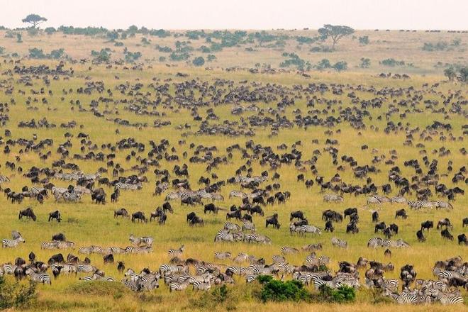 Explore the Maasai Mara: An Exhilarating 2-Day Safari Adventure