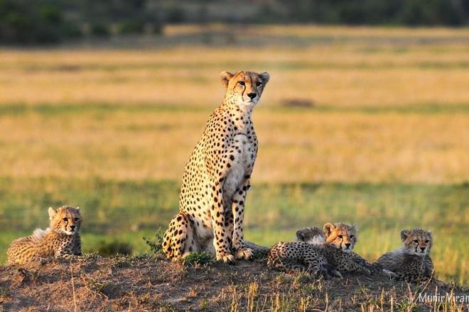 Explore the Maasai Mara: An Exhilarating 2-Day Safari Adventure