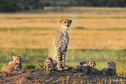 Maasai Village 3-Day Safari Adventure