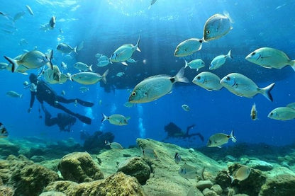 Scuba Diving Adventure from Kusadasi or Selcuk: Explore Underwater Wonders