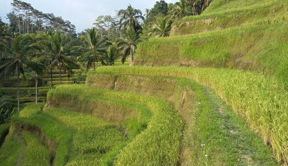 Ubud Temple and Waterfall Tour: Discover Bali's Spiritual and Natural Wonders