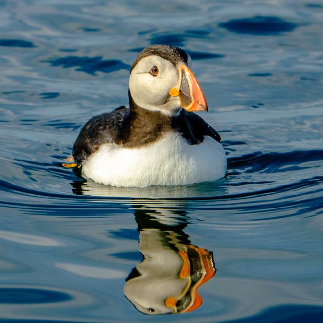 Exclusive Puffin Watching Experience in Reykjavik