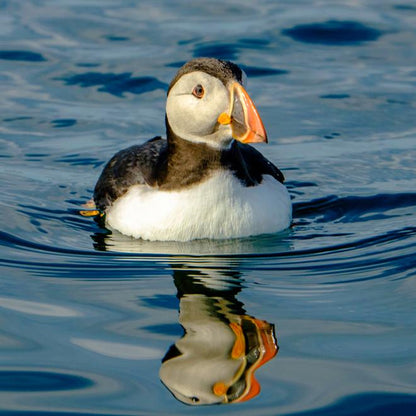 Exclusive Puffin Watching Experience in Reykjavik