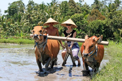 Day in the Life of a Balinese: Cultural Immersion Experience