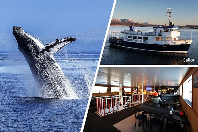 Downtown Reykjavik Whale Watching Tours