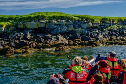 Exclusive Puffin Watching Experience in Reykjavik