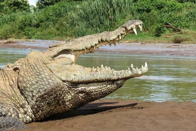 Crocodile Safari & Beach Exploration: A Thrilling Day Tour from San Jose to Jaco