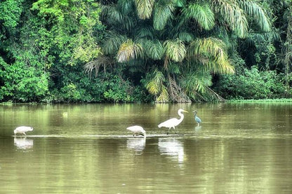 Three-Day Tortuguero National Park Adventure with Complimentary Pickup