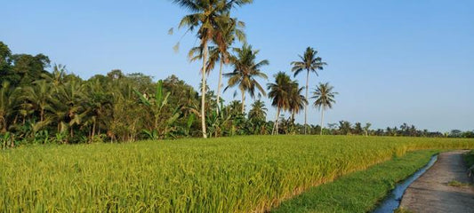 Discover Authentic Balinese Culture: Immersive Village Tour