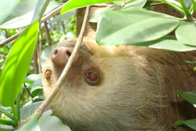 Tortuguero Canal and Cahuita National Park: A Nature and History Shore Excursion