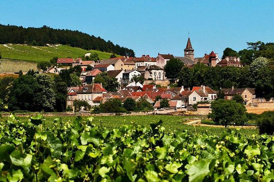 Exclusive Burgundy Wine Tasting Tour: 3 Domaines, Chateau Pommard, Chablis & 15 Varieties - Day Trip from Paris