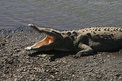 Crocodile Safari & Beach Exploration: A Thrilling Day Tour from San Jose to Jaco