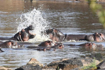 Explore the Maasai Mara: An Exhilarating 2-Day Safari Adventure