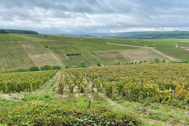 Exclusive Burgundy Wine Tasting Tour: 3 Domaines, Chateau Pommard, Chablis & 15 Varieties - Day Trip from Paris